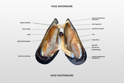 Anatomie d'une Moule (Mytilus galloprovincialis) - vue légendée